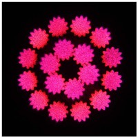 EVOLIGHTS NEO BEAM 100W głowica ruchoma LED oświet